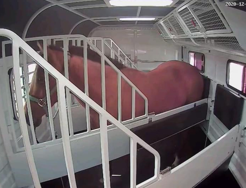 Equine Eye Voyager Camera